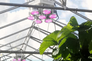 LED-y wkraczają do uprawy roślin 