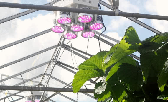 LED-y wkraczają do uprawy roślin 