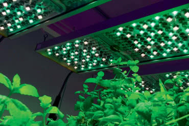 Zastosowanie technologii UV LED w rolnictwie 