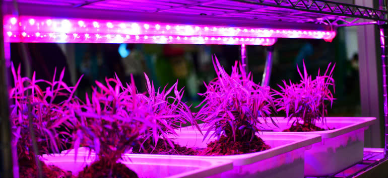 Sprzedaż diod LED do uprawy roślin wzrośnie o 33% 